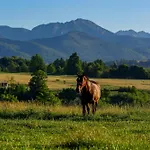 Σαλέ Siedlisko U Magdy Z Widokiem Na Tatry